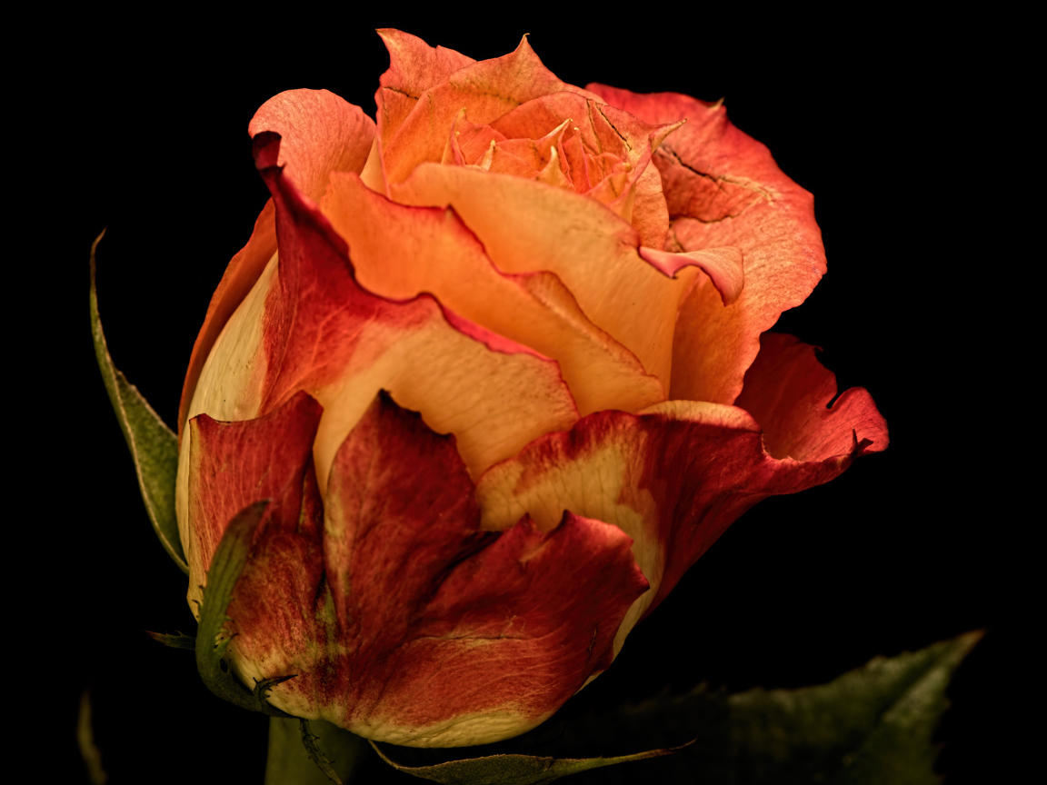 Большая оранжевая роза на черном фоне 