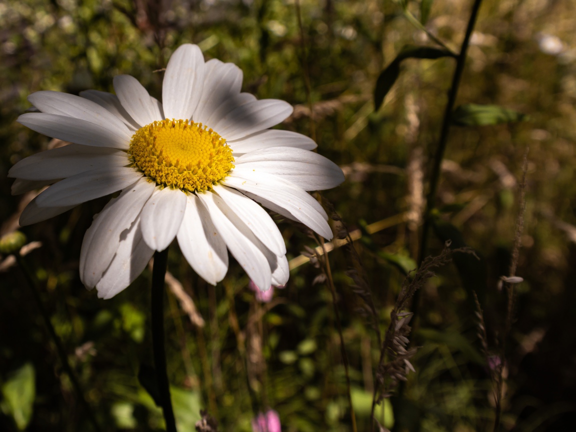 Крупный белый цветок ромашки