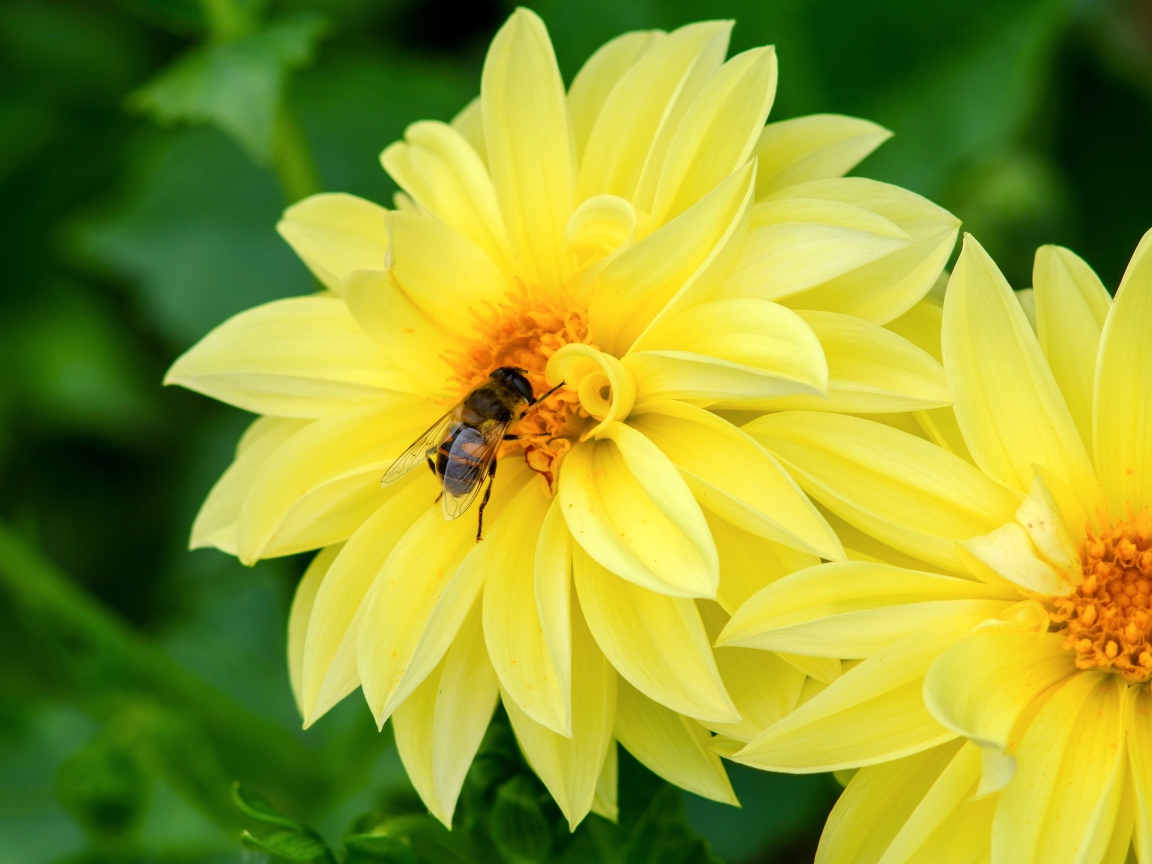 Большие желтые цветы георгина с пчелой на клумбе