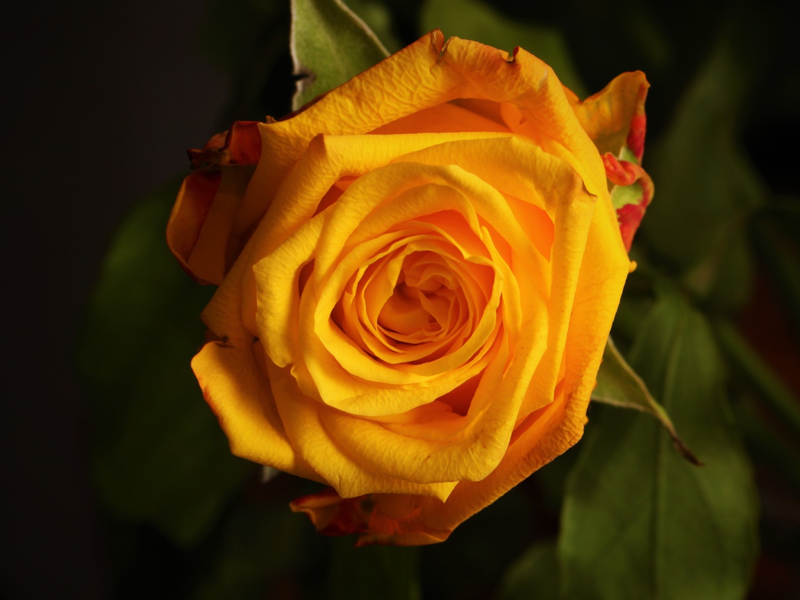 Крупная желтая роза  вблизи 