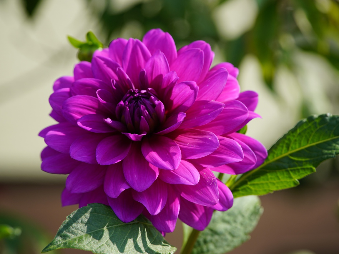 Сиреневый цветок георгина крупным планом