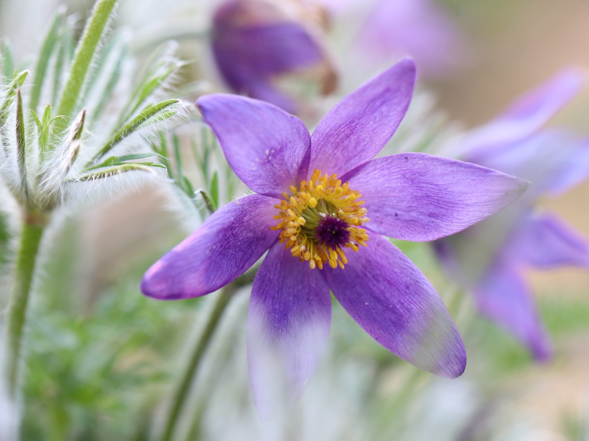 Сиреневый цветок прострел крупным планом 