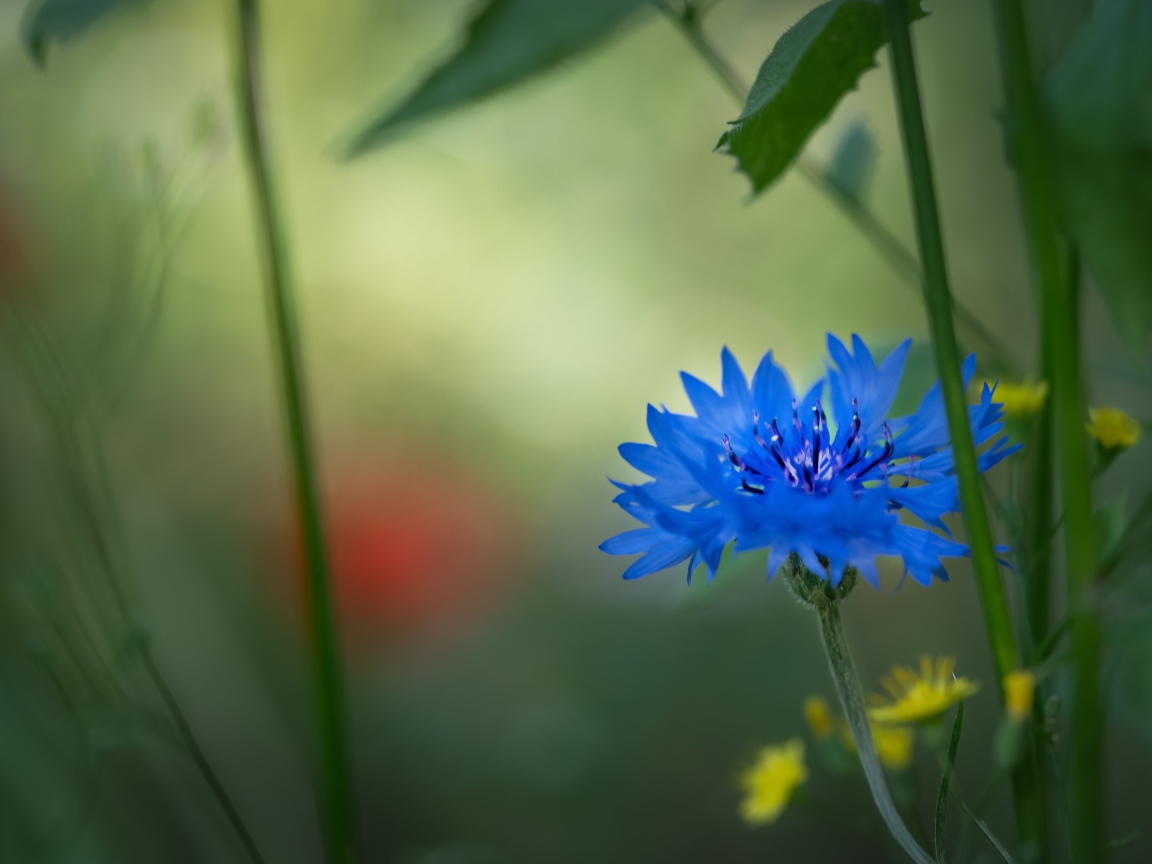 Маленький синий василек в траве 
