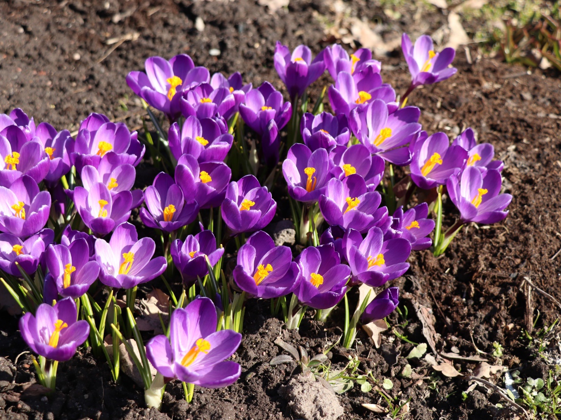 Маленькие фиолетовые крокусы на земле весной