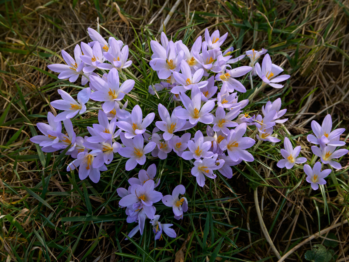 Много маленьких сиреневых крокусов на зеленой траве 