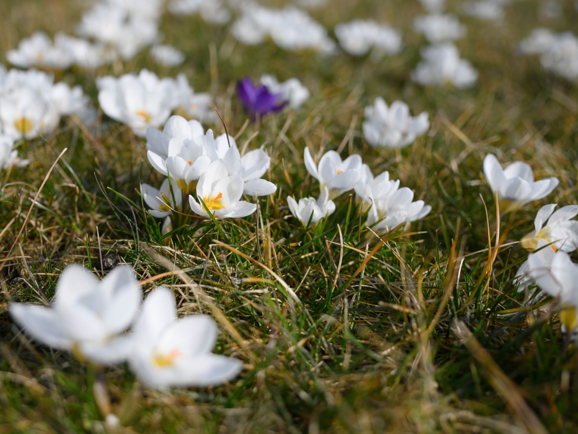 Много маленьких белых цветов крокуса в зеленой траве 