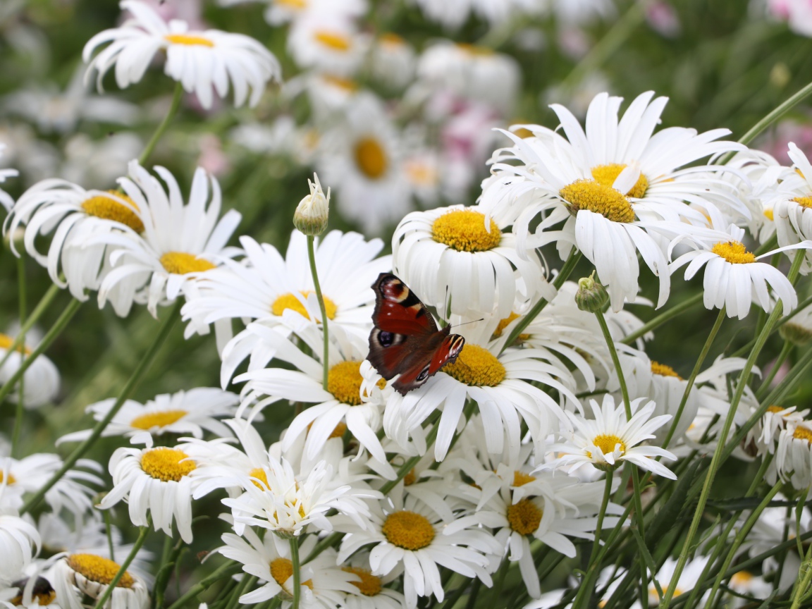 Много летних белых ромашек на поле с бабочкой