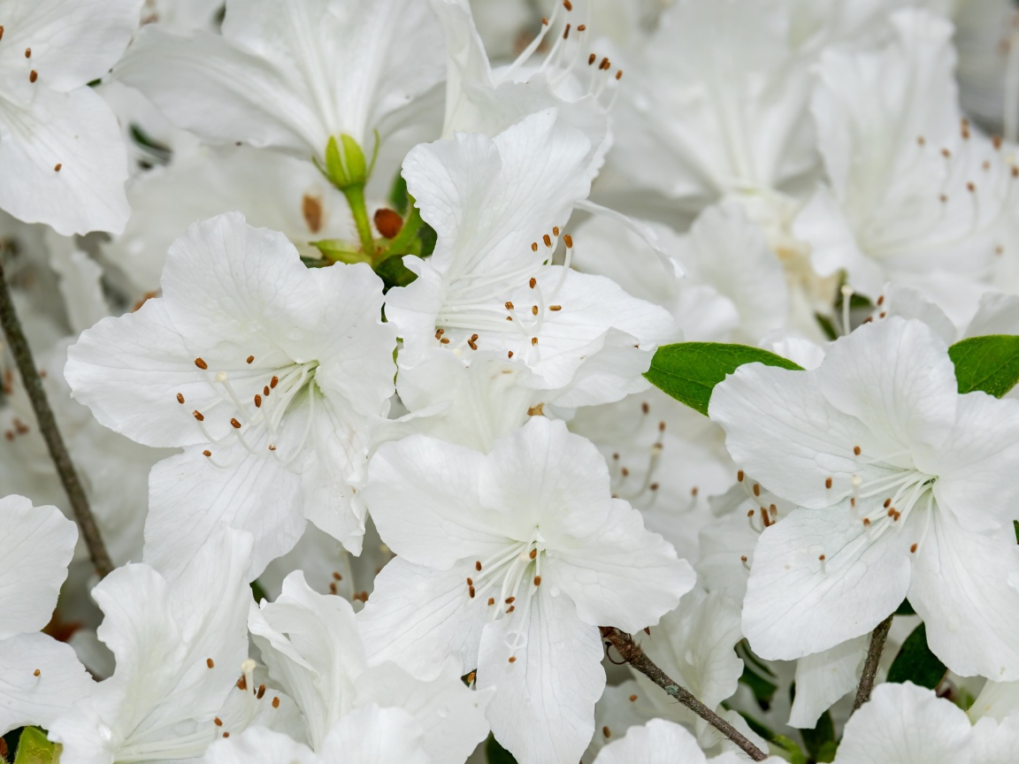 Много белых цветов азалии крупным планом