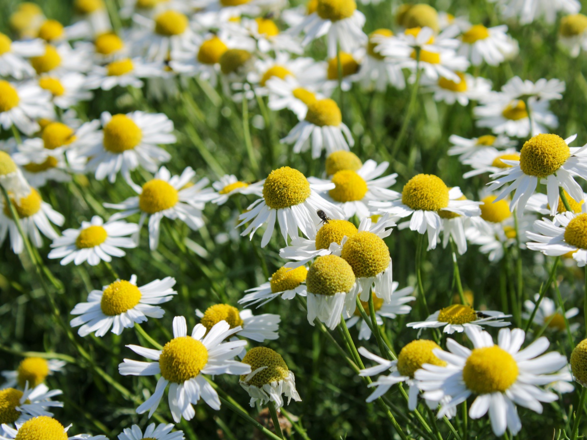 Много белых полевых ромашек с желтой серединкой