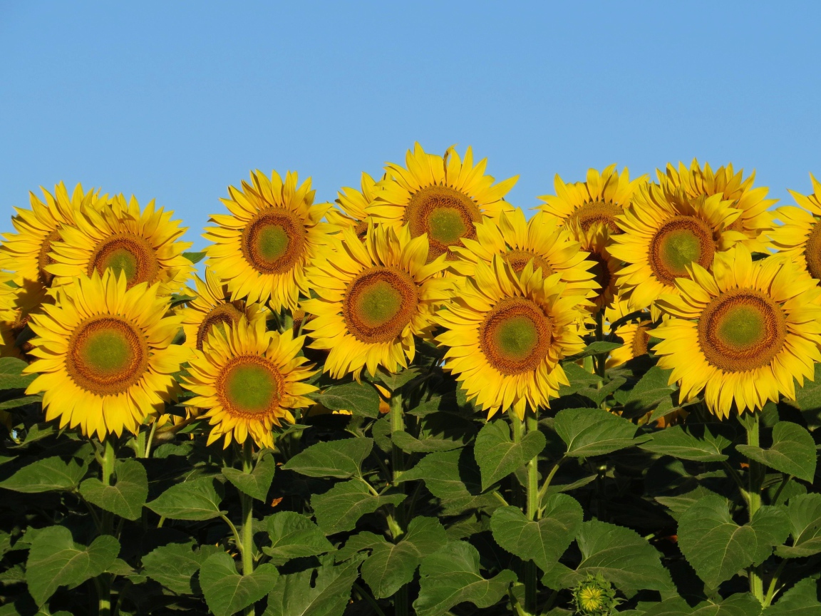 Много желтых цветов подсолнуха с зелеными листьями на фоне голубого неба