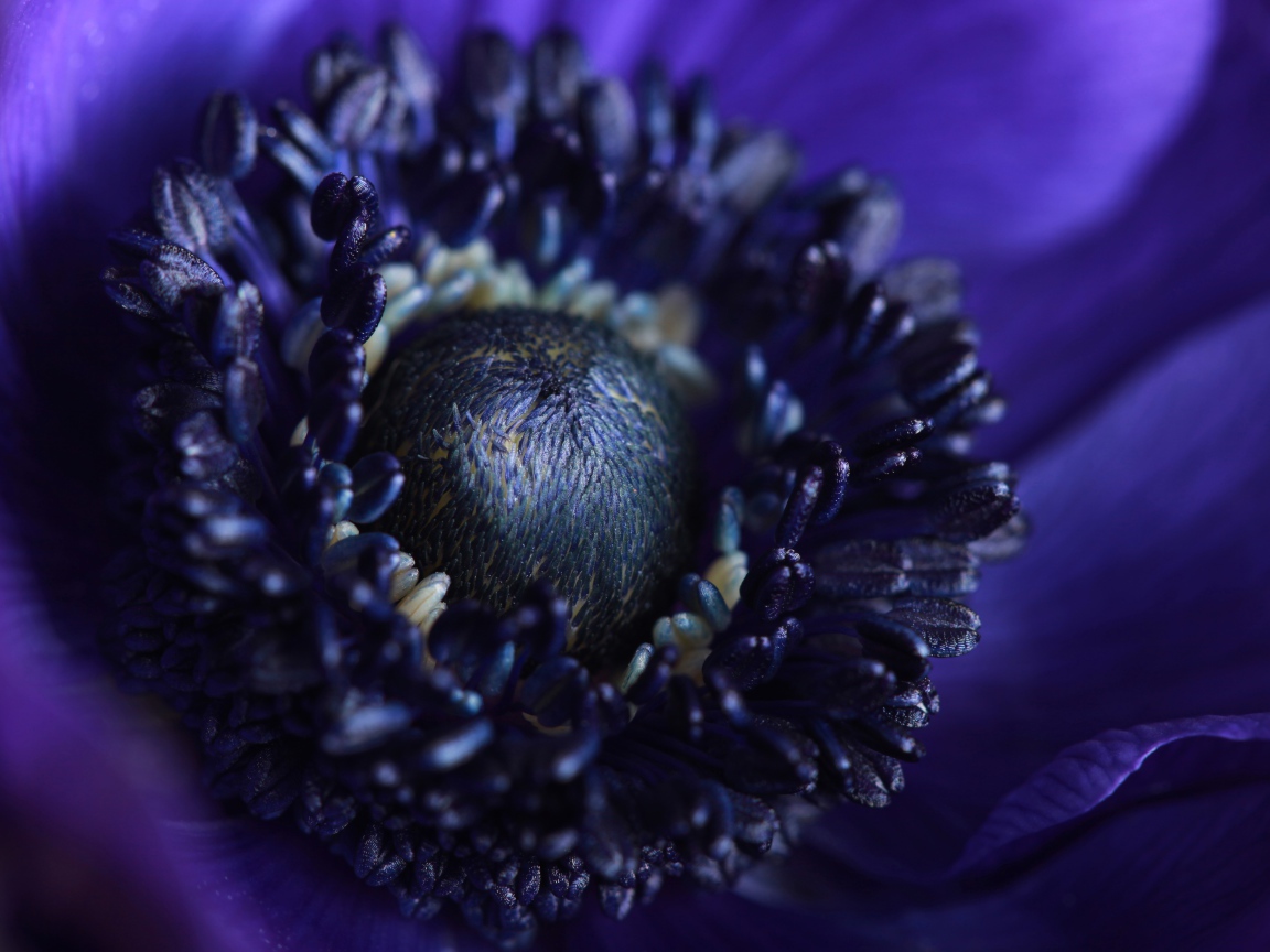 Середина синего цветка анемоны