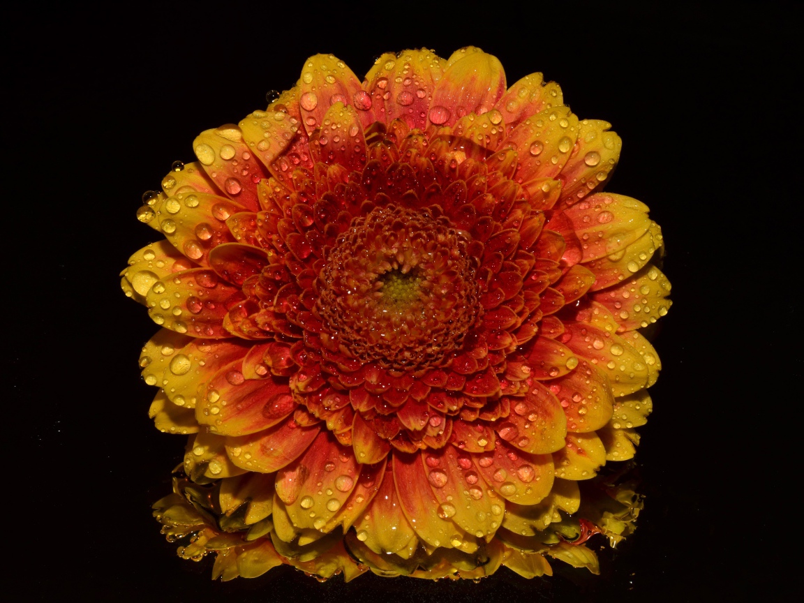 Оранжевый цветок хризантемы в каплях росы на черном фоне