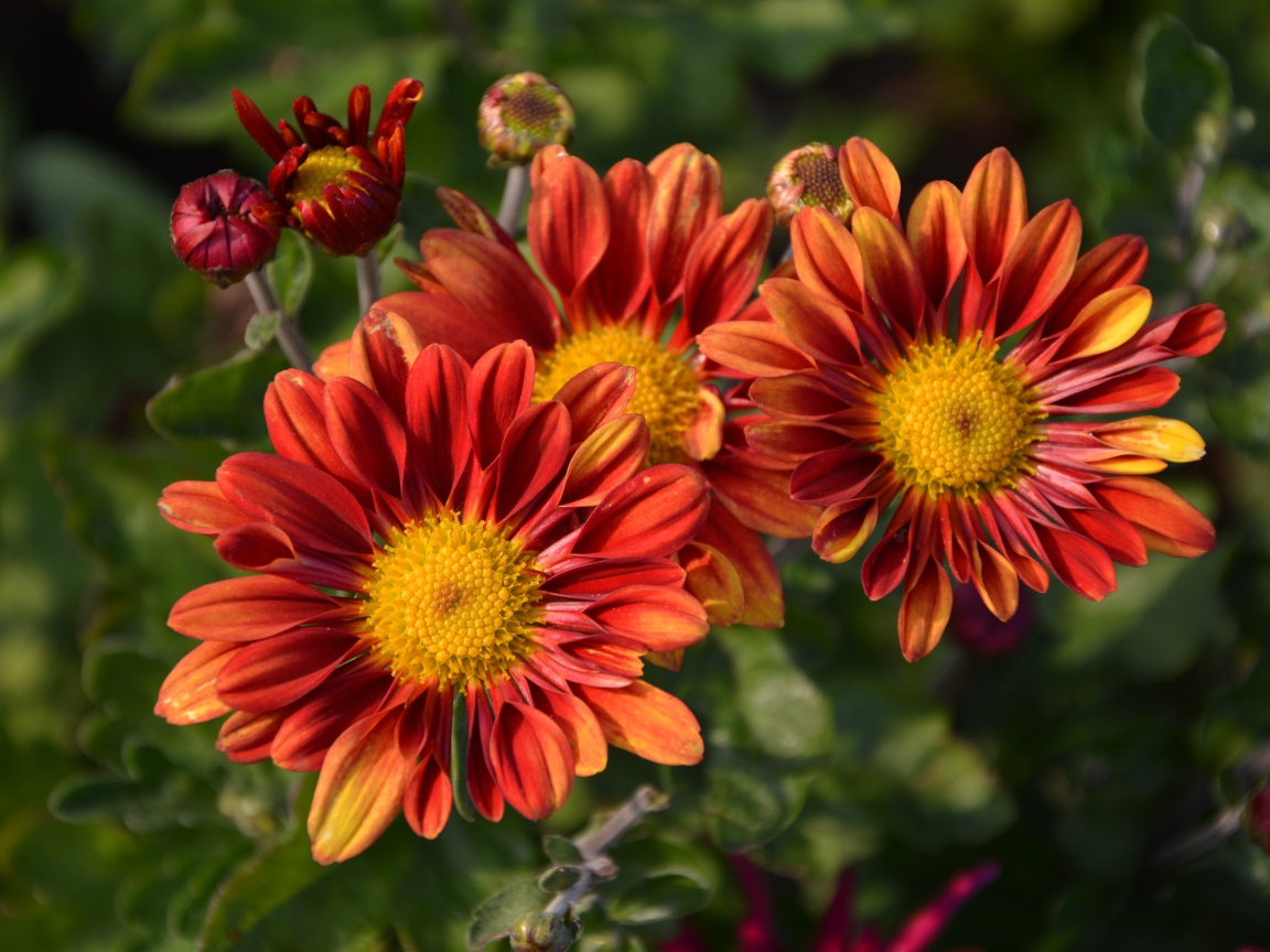 Оранжевые цветы хризантемы с бутонами на клумбе