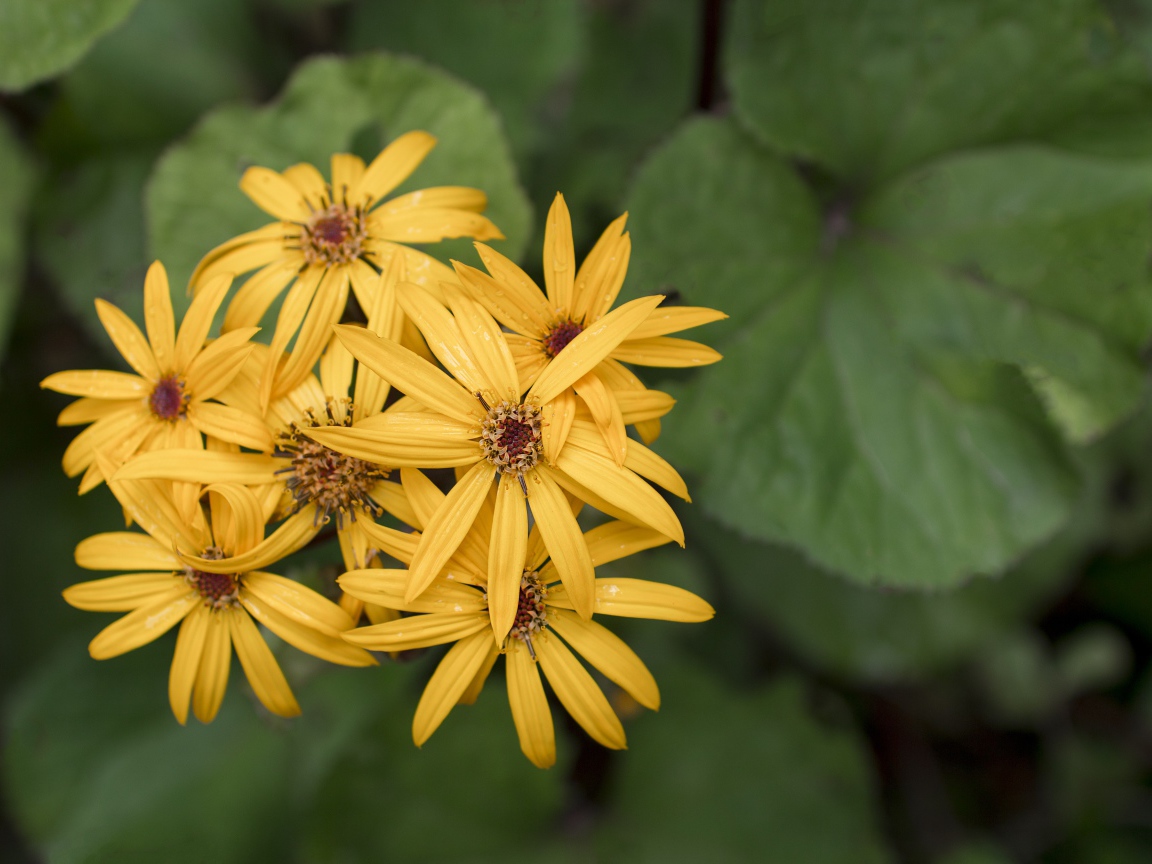 Оранжевые цветы бузульник крупным планом 