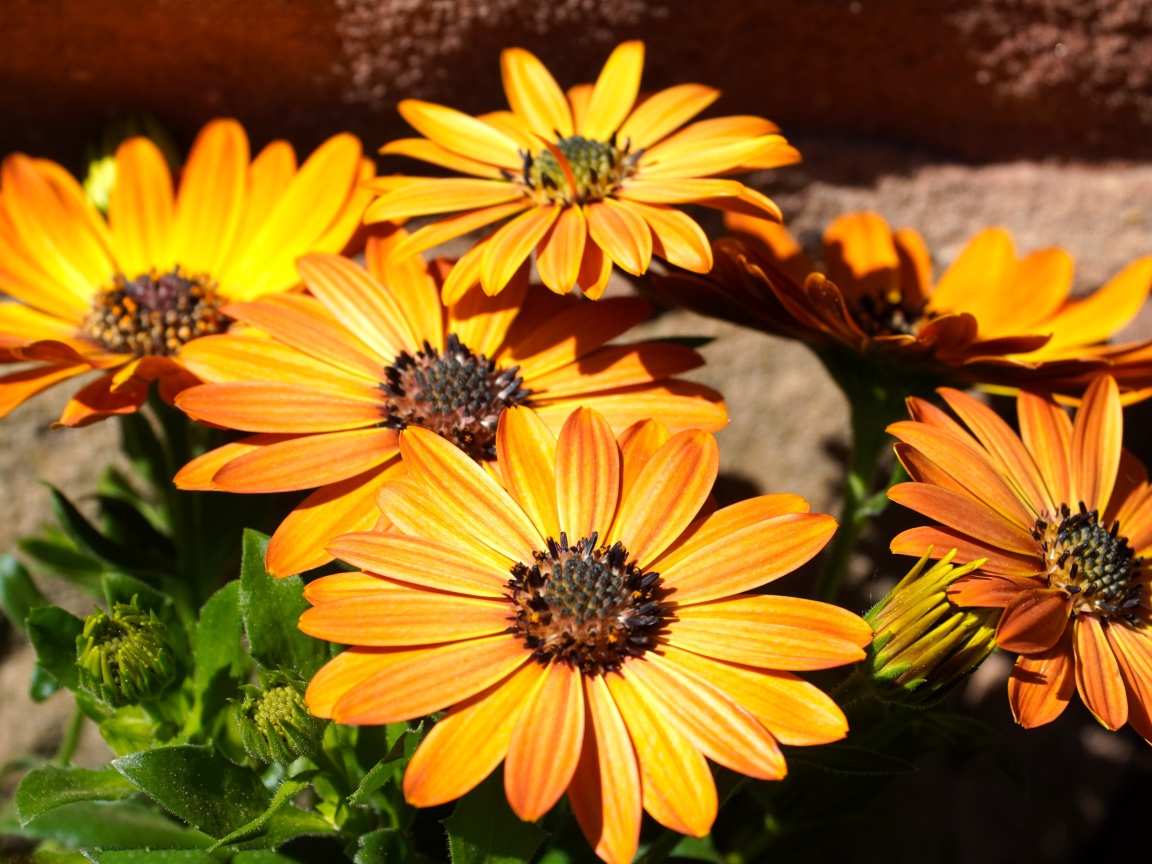 Оранжевые цветы остеоспермум на столе