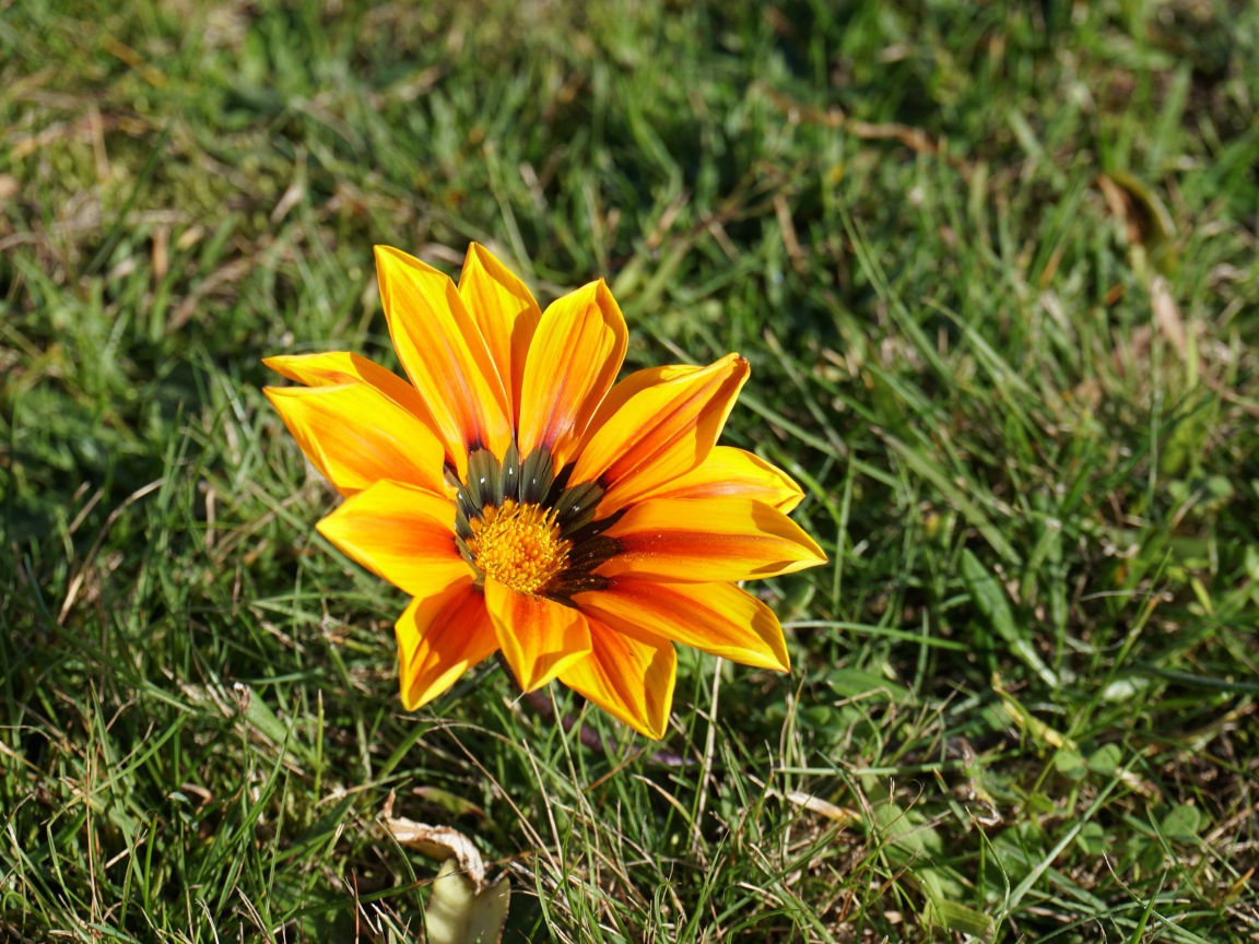 Оранжевый цветок газания в зеленой траве