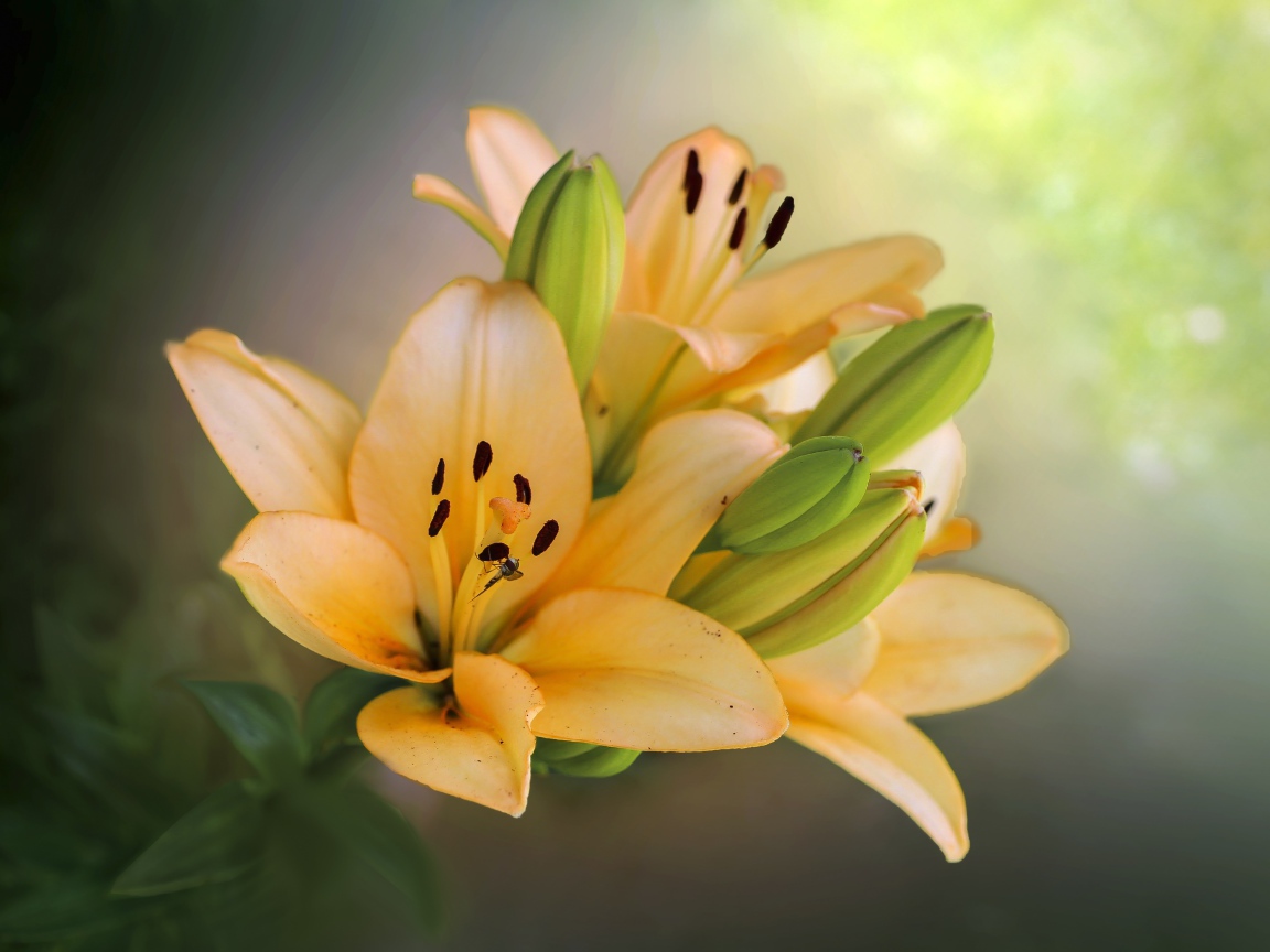 Оранжевые лилии с бутонами крупным планом