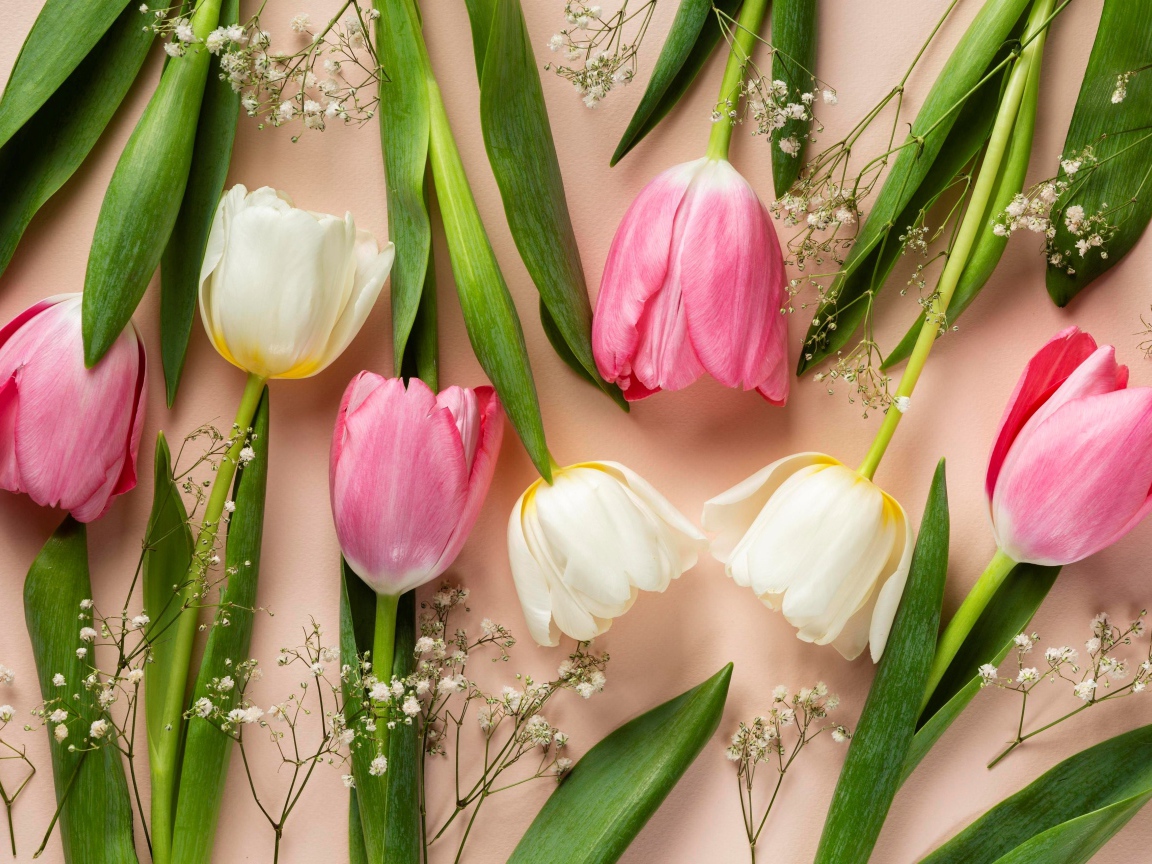 Розовые и белые тюльпаны на розовом фоне