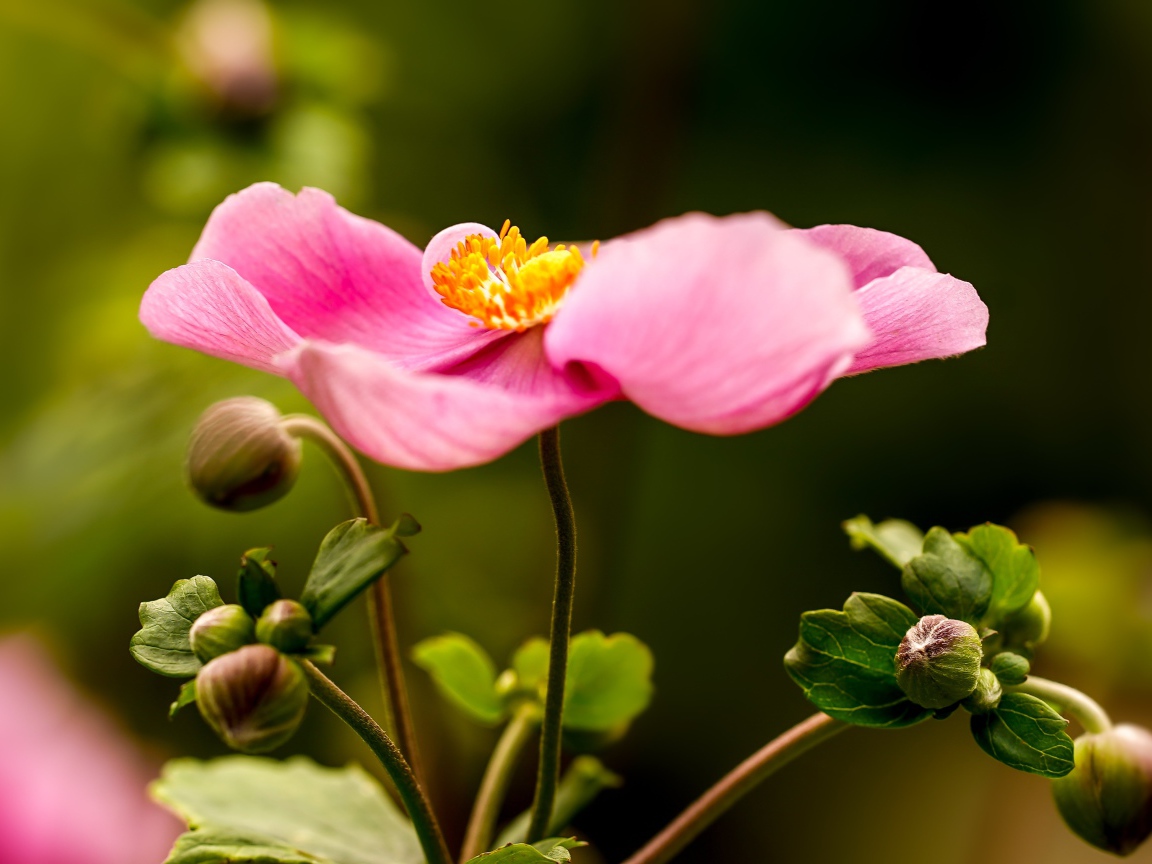 Розовый цветок анемона с бутонами 