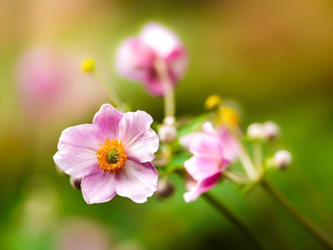 Розовые цветы анемоны с бутонами крупным планом