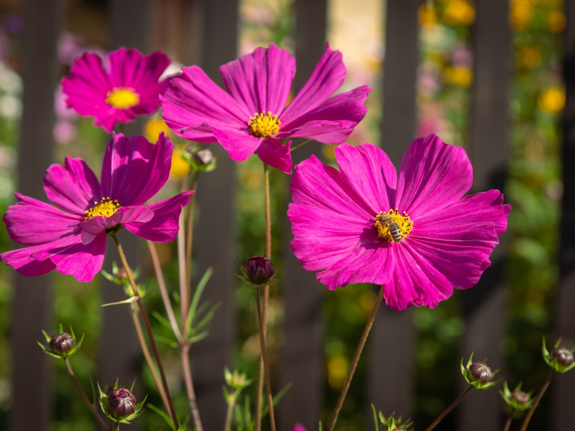 Розовые цветы космеи с бутонами на клумбе