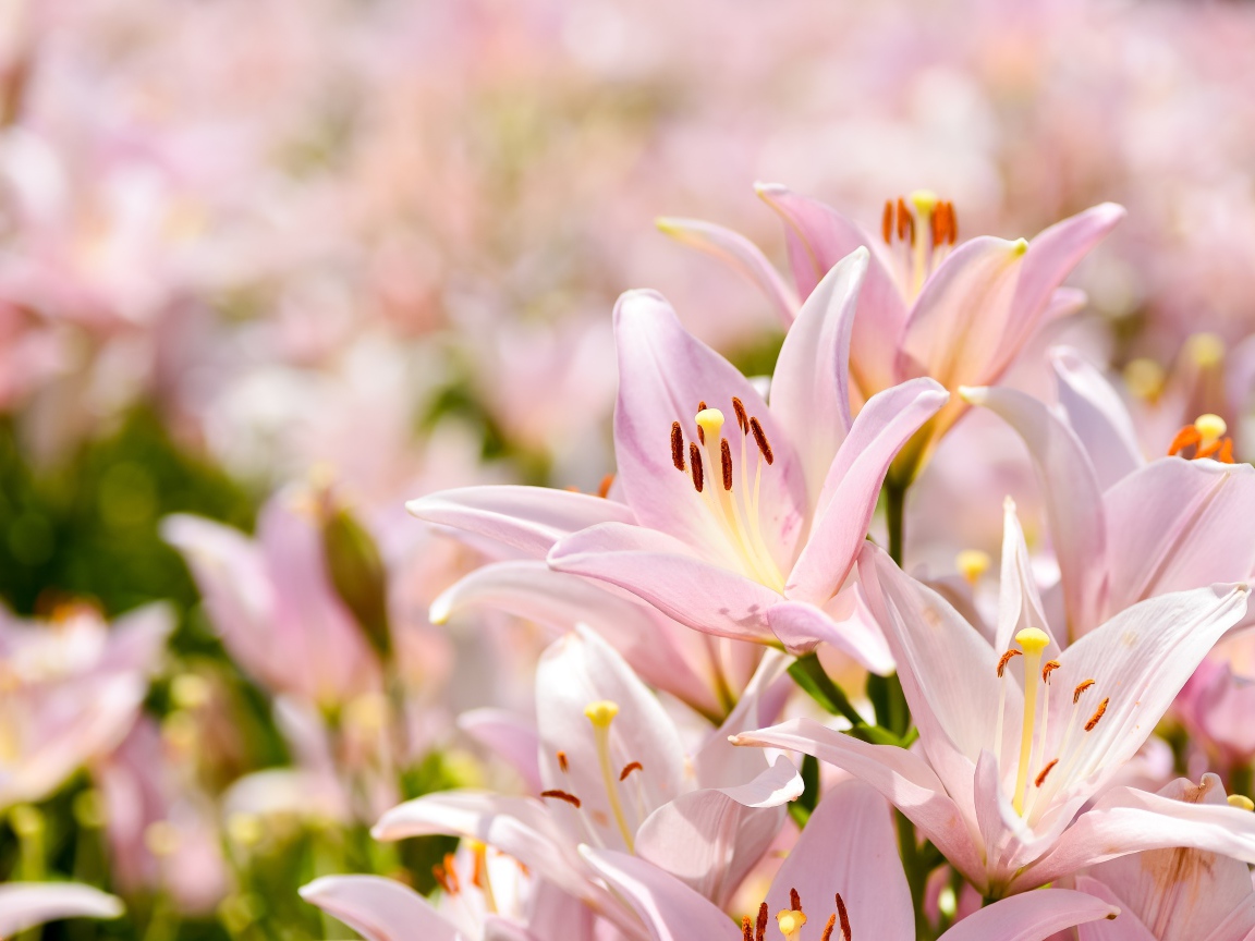 Розовые цветы нежной лилии крупным планом 