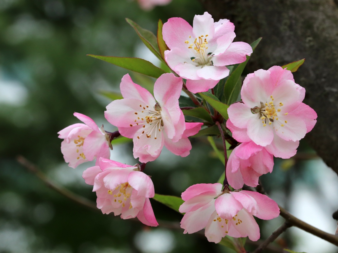 Розовые цветы на ветке с зелеными листьями