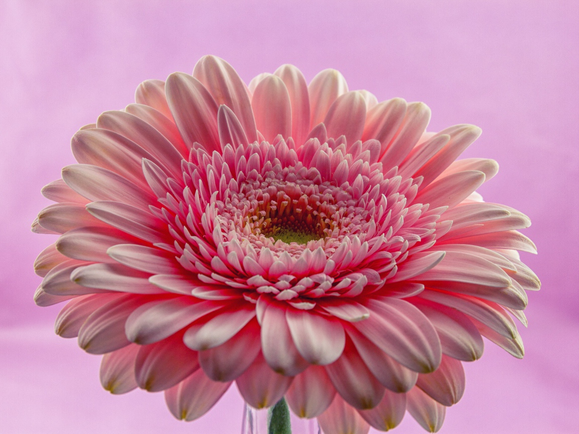 Розовый цветок герберы на розовом фоне