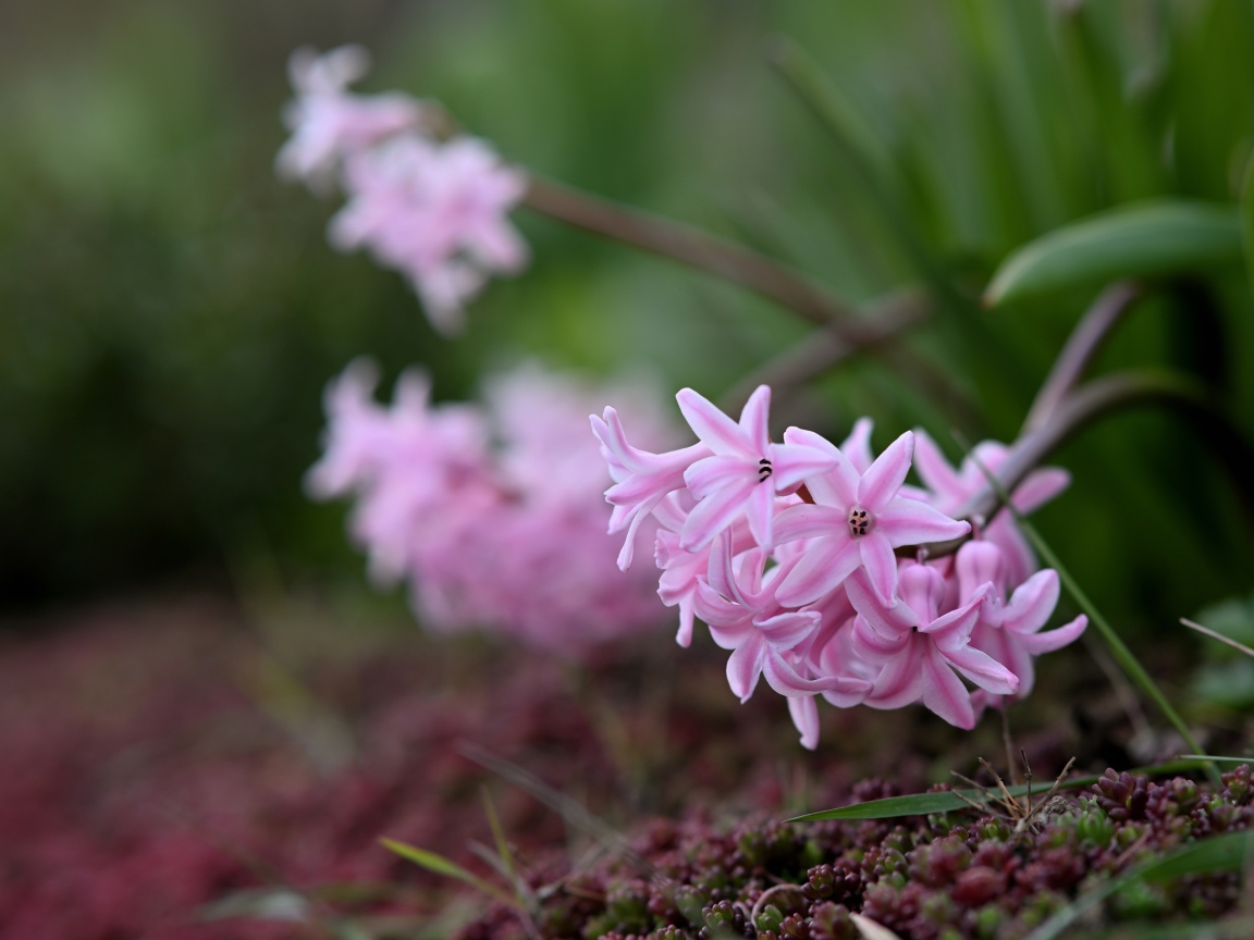 Розовые гиацинты на клумбе весной