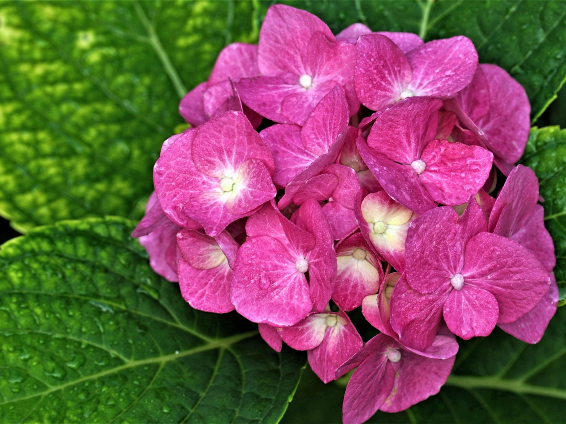 Розовый цветок гортензии с зелеными листьями 