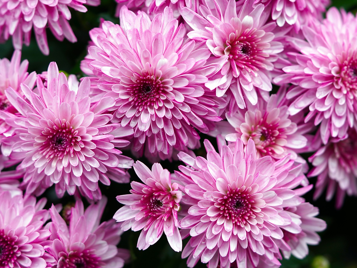 Розовые крупные хризантемы крупным планом 