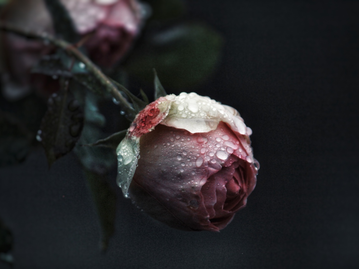 Бутон розовой розы в каплях росы