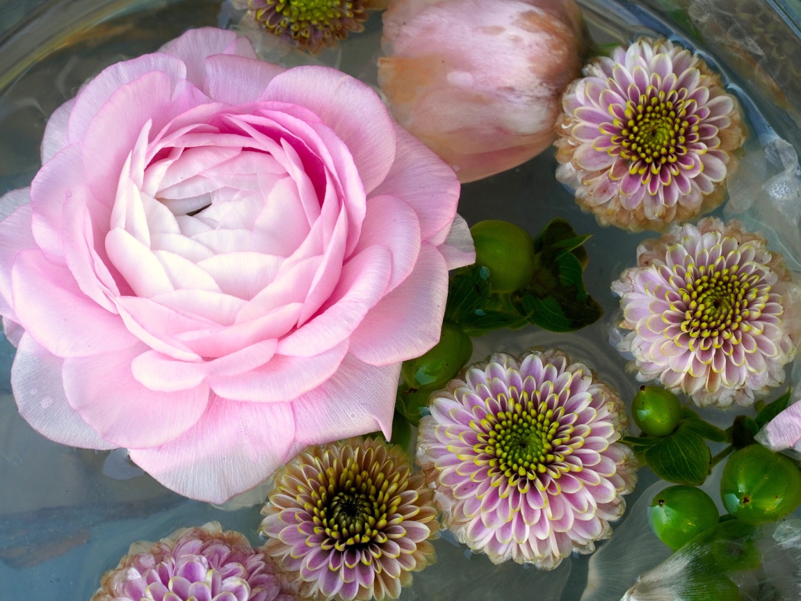 Розовая роза с хризантемами в воде