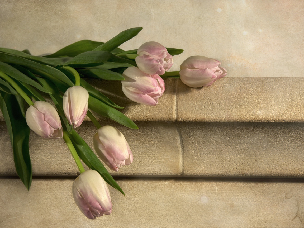 Розовые тюльпаны лежит у стены