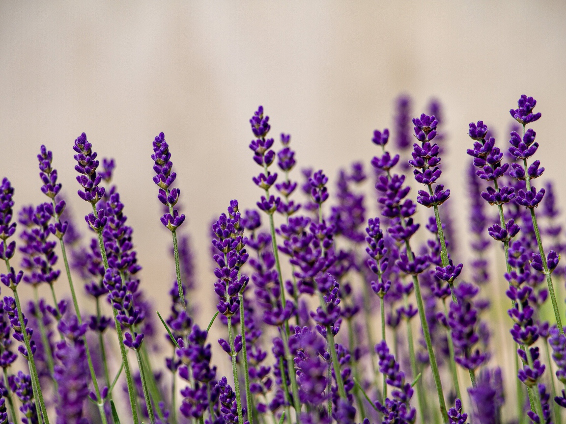 Фиолетовые цветы лаванды на сером фоне