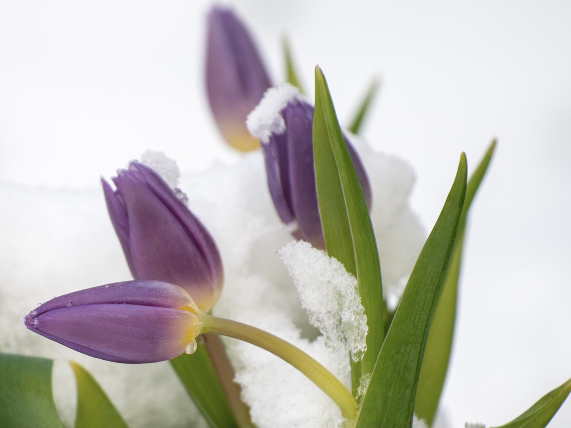 Фиолетовые тюльпаны в снегу