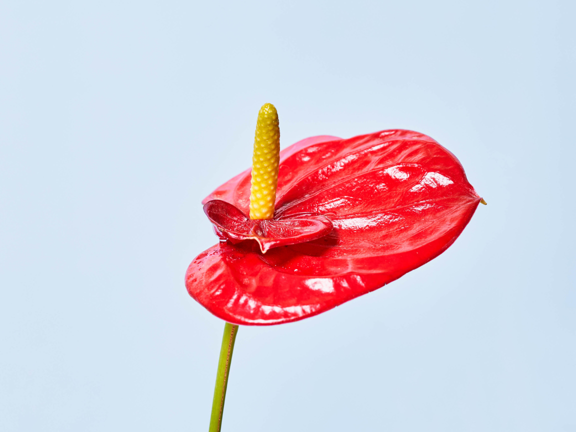 Красный цветок Антуриум на сером фоне 