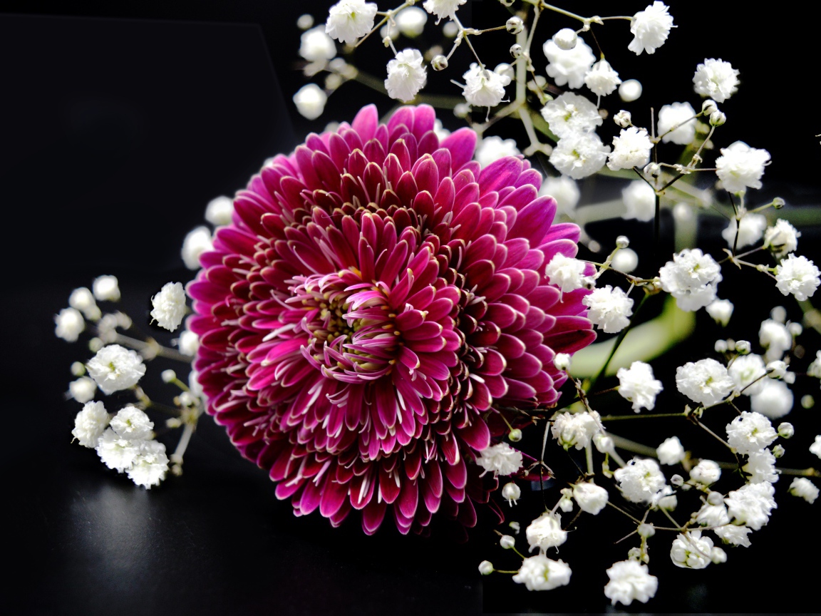 Красный цветок герберы с гипсофилой на черном фоне