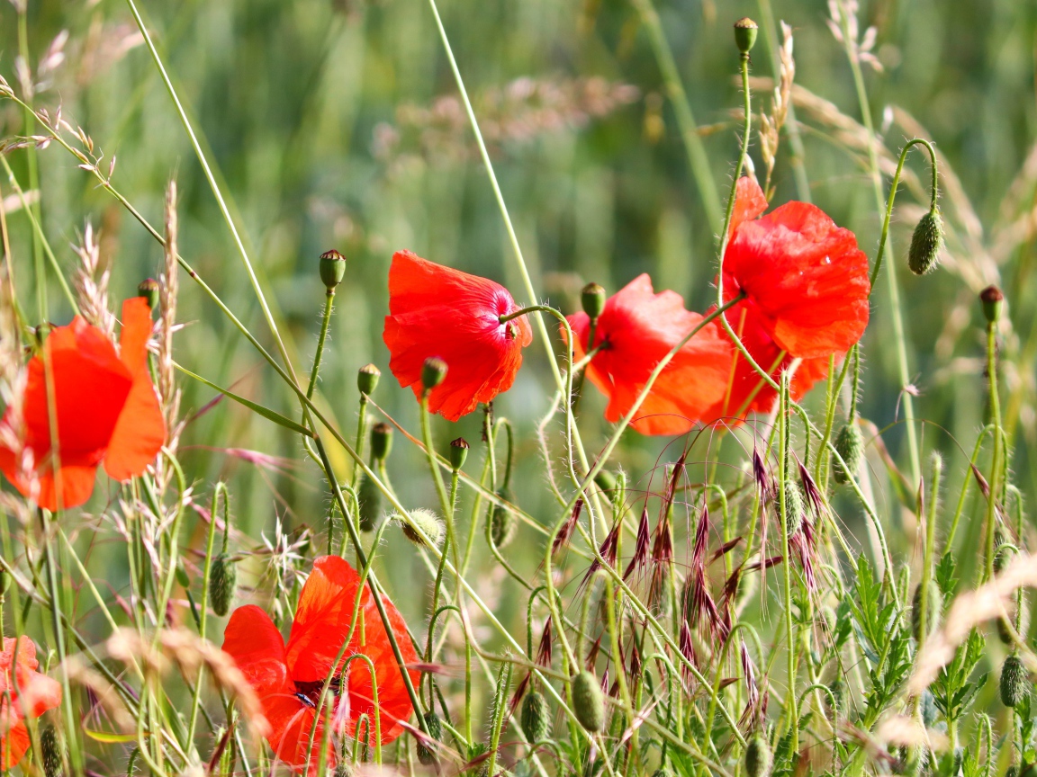 Красные маки в зеленой полевой траве