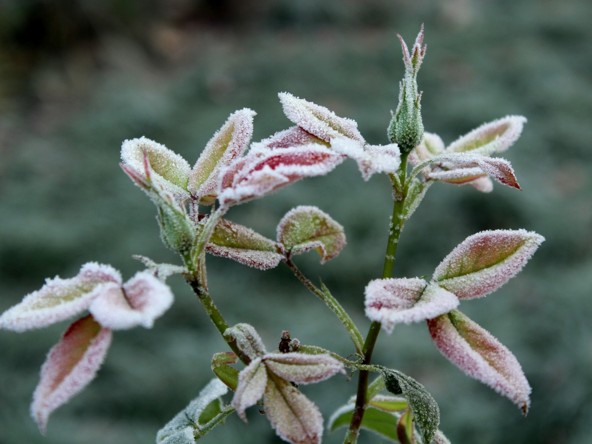 Бутоны роз в холодном инее на клумбе