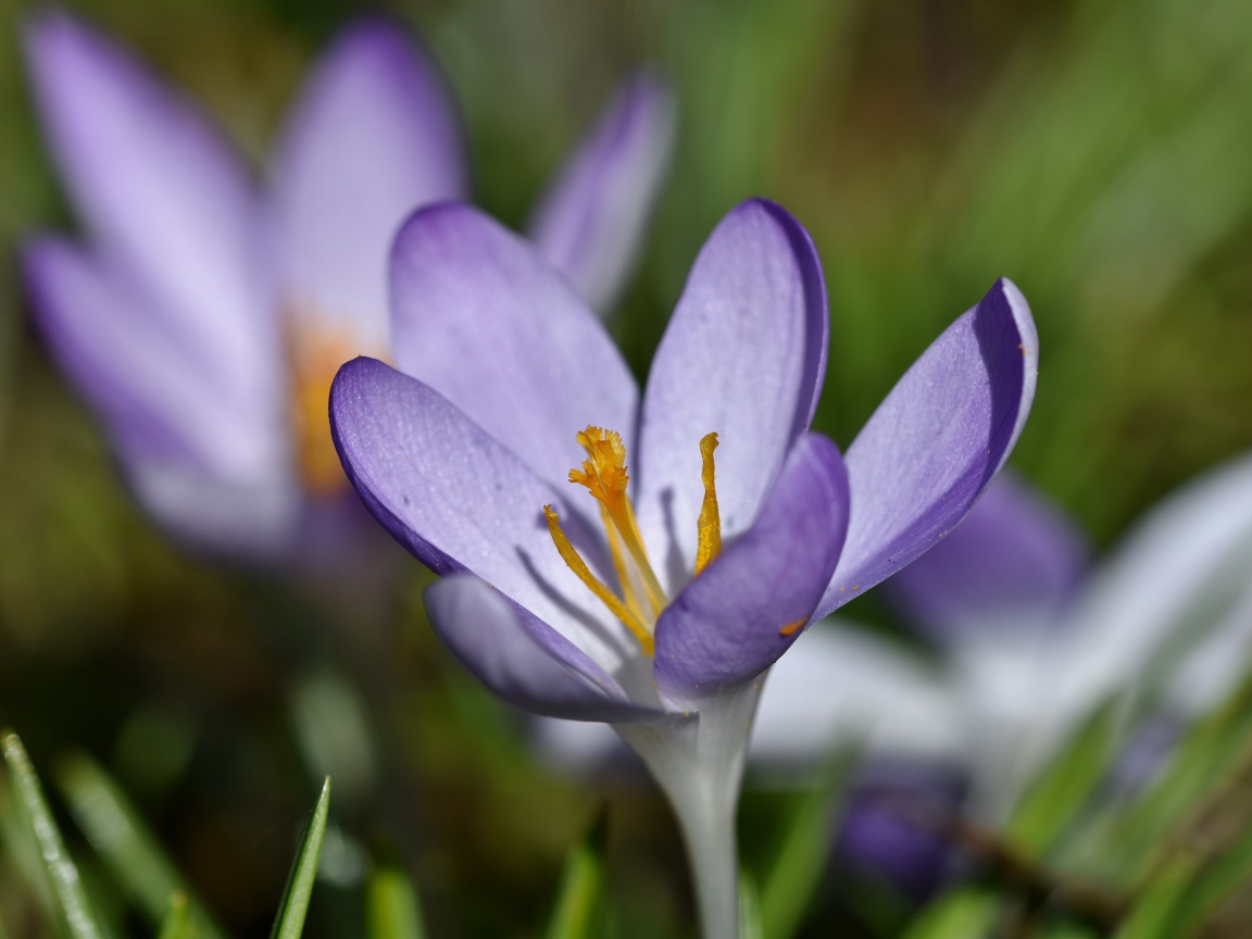 Маленький сиреневый цветок крокуса крупным планом