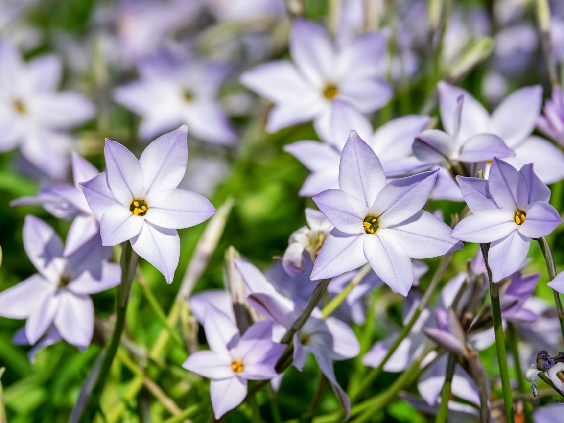 Маленькие сиреневые цветы седмичника