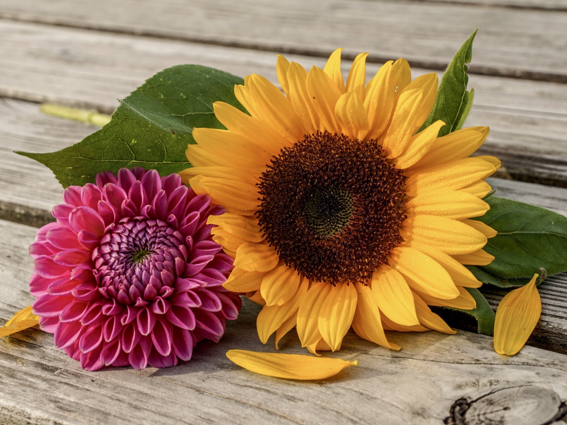 Цветок подсолнуха и георгина на деревянной лавке