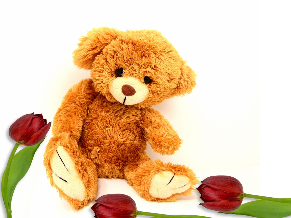 Медвежонок Тедди  с тюльпанами на белом фоне
