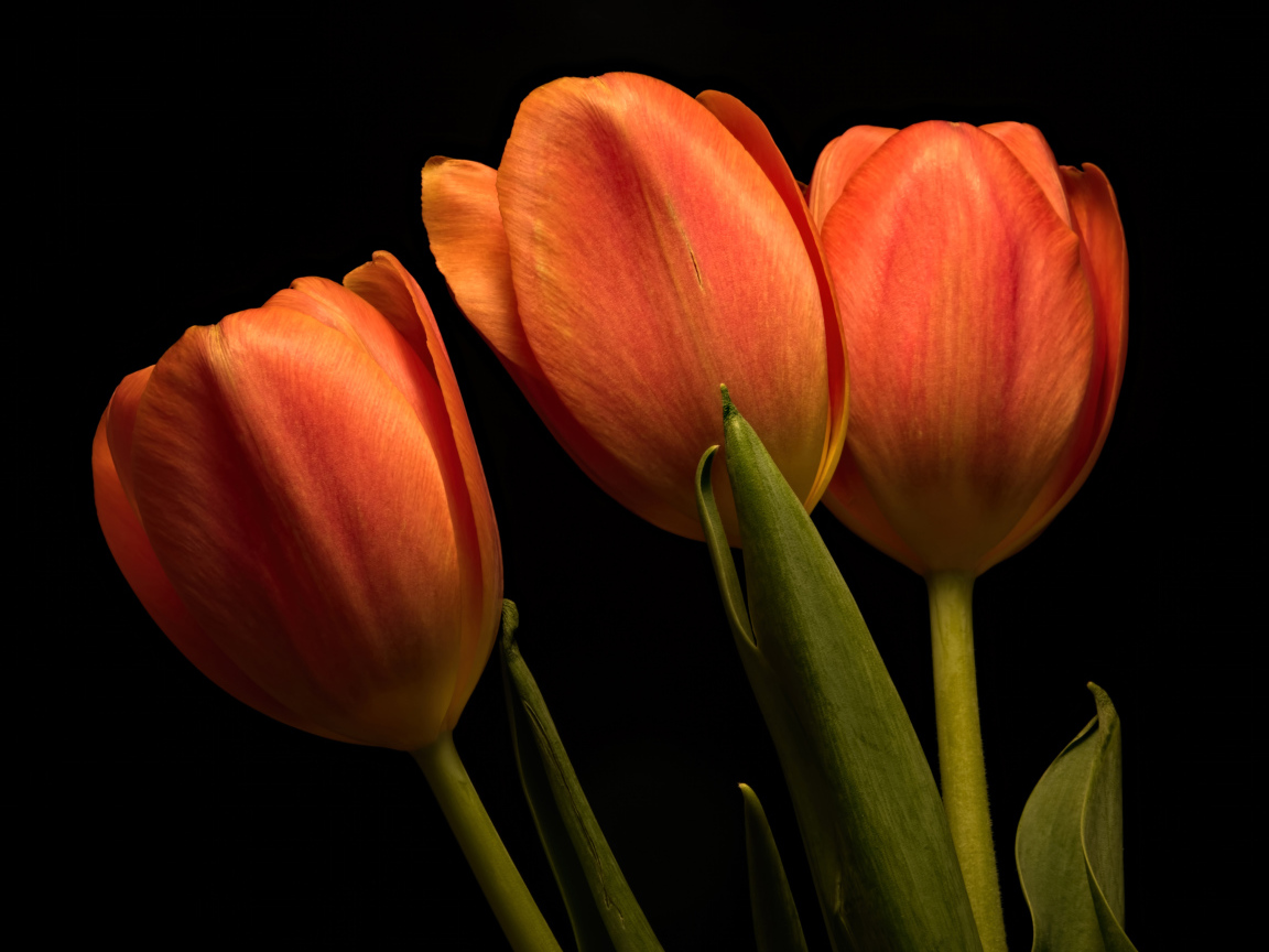 Три оранжевых тюльпана на черном фоне