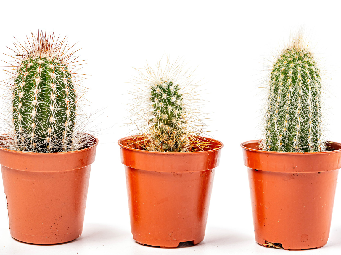 Три колючих кактуса на белом фоне 