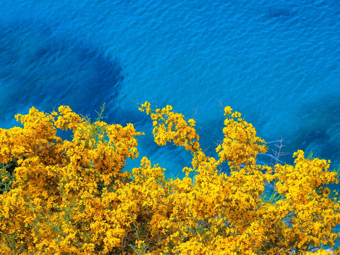 Дерево с желтыми цветами над голубой водой
