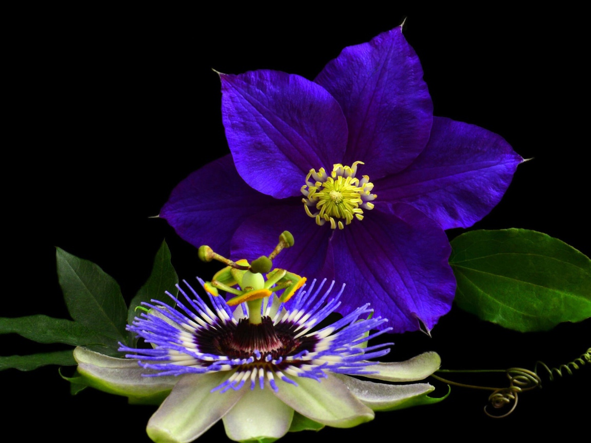 Два красивых цветка клематиса на черном фоне