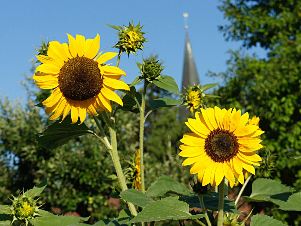 Два распустившихся цветка подсолнуха с бутонами