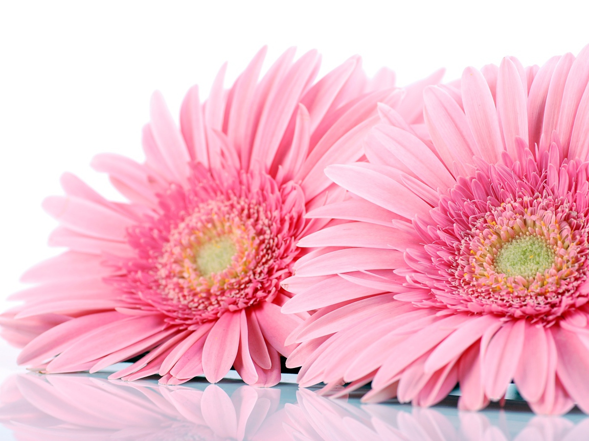 Два розовых цветка герберы на белом фоне